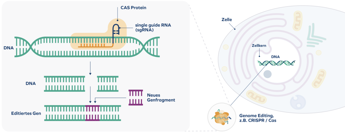CRISPER/CAS wird erklärt